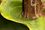 Butterfly @ the Orchideeën Hoeve