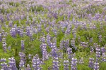 Purple Flower Iceland: Lupine
