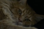 Cat, Maine Coon